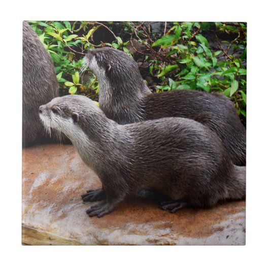 **「水に耐えよ、二つの小さな灰色のカワウソ タイル (正面)