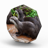 **「水に耐えよ、二つの小さな灰色のカワウソ フォトブロック (右)