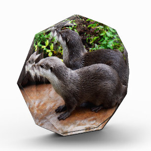 **「水に耐えよ、二つの小さな灰色のカワウソ フォトブロック