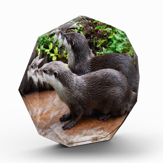 **「水に耐えよ、二つの小さな灰色のカワウソ フォトブロック (左)