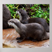 **「水に耐えよ、二つの小さな灰色のカワウソ ポスター (正面)