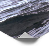 水に飛び込むGentooペンギン ポスター (角)