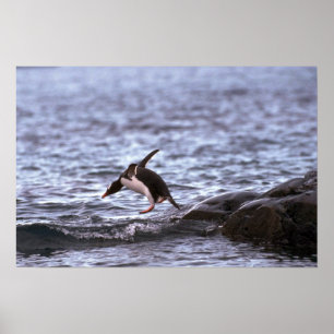 水に飛び込んでいるGentooのペンギン ポスター
