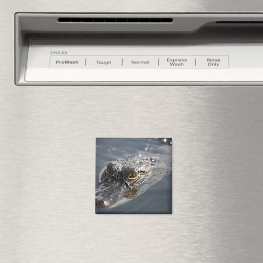 水に鮮やか潜むアメリカのアリゲーター マグネット (インサイチュ (食洗機))