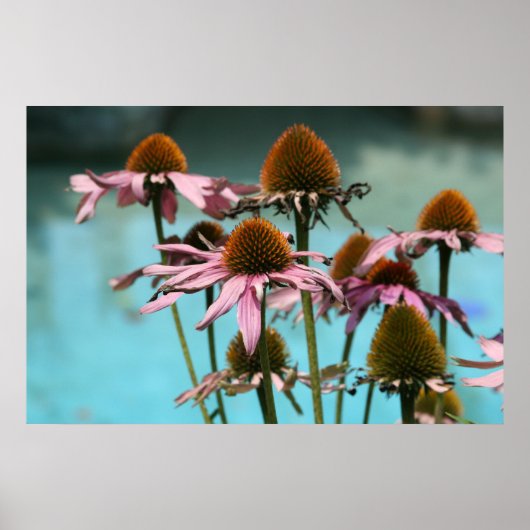 水のそばのピンクの花 ポスター (正面)