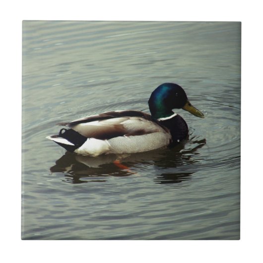 水のアヒル タイル (正面)
