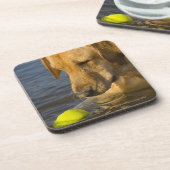 水のテニス・ボールが付いている黄色いラブラドル コースター (左側)