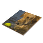 水のテニス・ボールが付いている黄色いラブラドル タイル (側面)