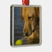 水のテニス・ボールが付いている黄色いラブラドル メタルオーナメント (右)