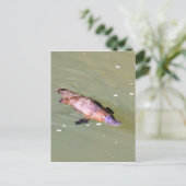 水のプラットプスEUNGELLAオーストラリア ポストカード (スタンド正面)