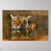水のポスターからあなたを見てベンガルタイガー2 ポスター (正面)