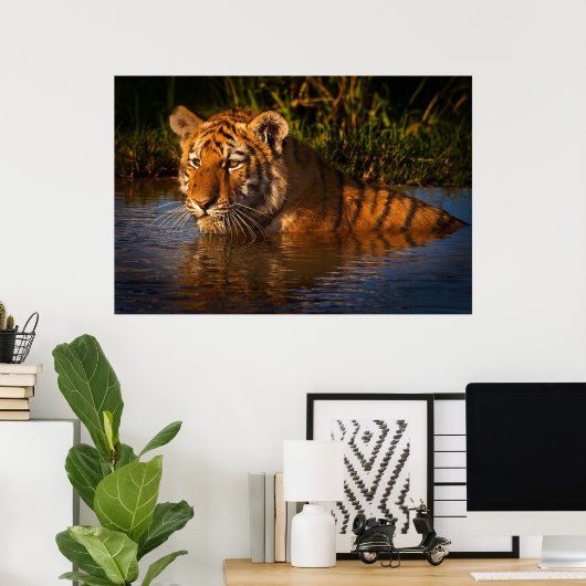 水のポスターからあなたを見てベンガルタイガー ポスター (ホームオフィス)