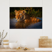 水のポスターからあなたを見てベンガルタイガー ポスター (キッチン)