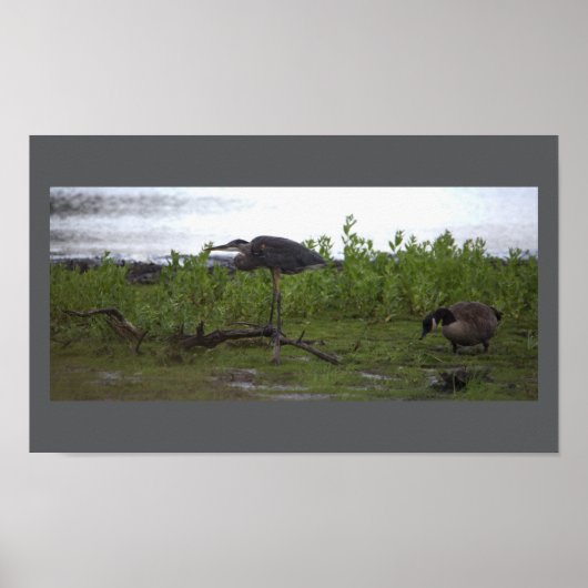 水のポスターの鳥 ポスター (正面)