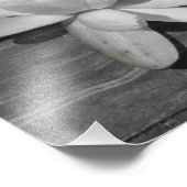 水のユリ11x14 フォトプリント            (角)