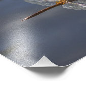 水の上に閉じる美しいトンボ フォトプリント            (角)