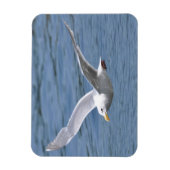 水の上のカモメクルージング マグネット (縦)