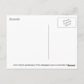 水の上のキリギリス ポストカード (裏面)