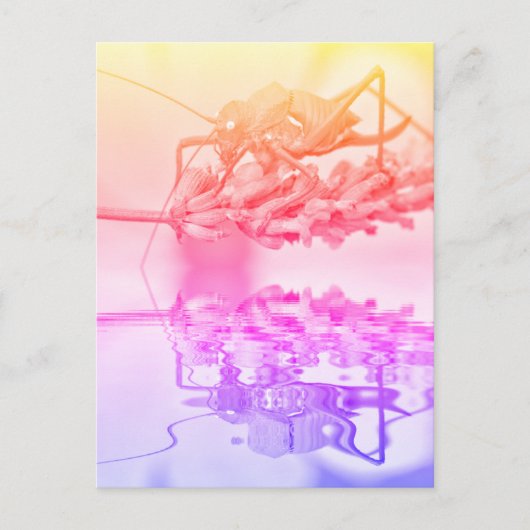 水の上のキリギリス ポストカード (正面)