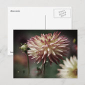 水の上のダリアの花 ポストカード (正面/裏面)