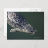 水の下で泳ぐシール2 ポストカード (正面/裏面)