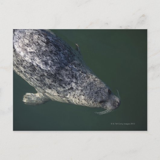 水の下で泳ぐシール2 ポストカード (正面)