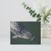 水の下で泳ぐシール2 ポストカード (スタンド正面)