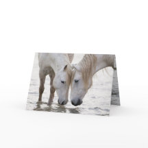水の中で夜明け馬のグリーティングカード