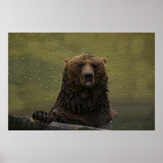 水の中で白熊 ポスター (正面)