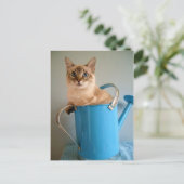 水の中のゴージャスな猫 ポストカード (スタンド正面)