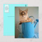 水の中のゴージャスな猫 ポストカード (正面/裏面)