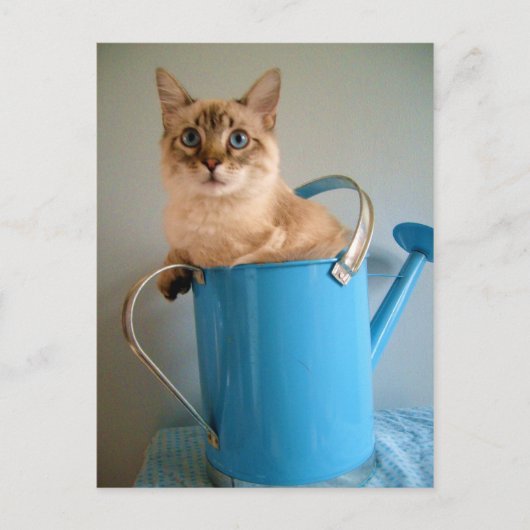 水の中のゴージャスな猫 ポストカード (正面)