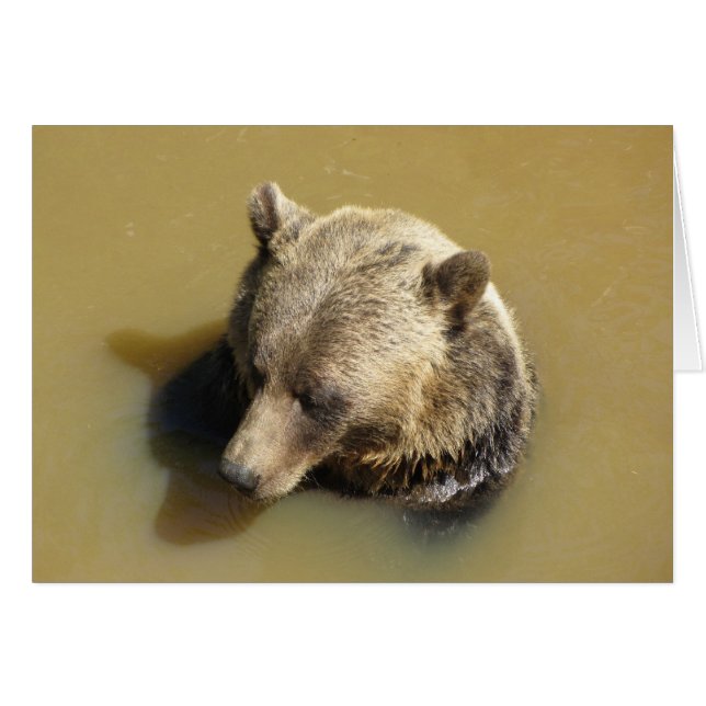 水の中のハイイログマ (正面横)