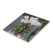 水の中の白いシクラメンの花 タイル (側面)