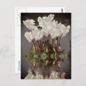 水の中の白いシクラメンの花 ポストカード (正面/裏面)