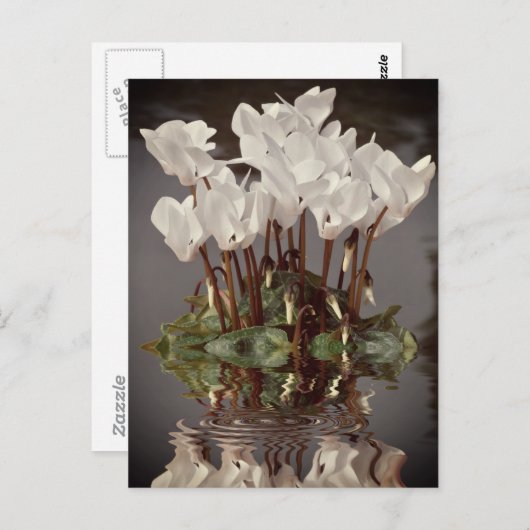 水の中の白いシクラメンの花 ポストカード (正面/裏面)