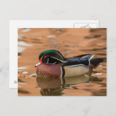水の中を泳ぐアメリカウッドダック ポストカード (正面/裏面)