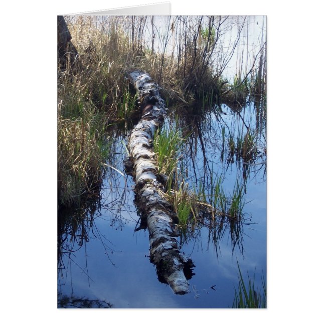 水の樺の木 (正面)