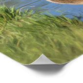 水の油絵のカナダガチョウ ポスター (角)