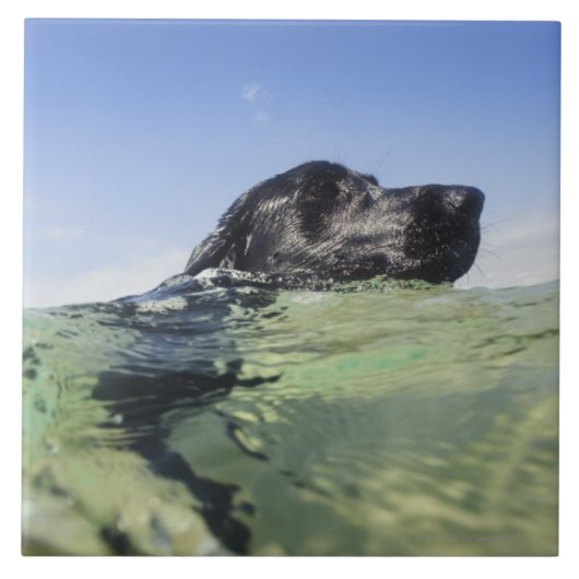 水の犬の水泳 タイル (正面)