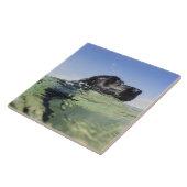 水の犬の水泳 タイル (側面)