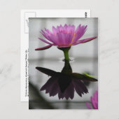 水の独身のゆりポストカード ポストカード (正面/裏面)