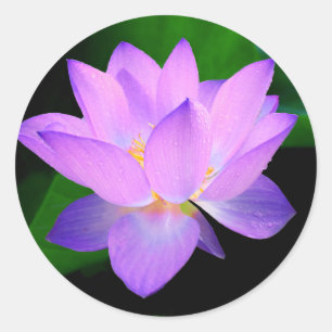 水の美しい紫色のはすの花 ラウンドシール