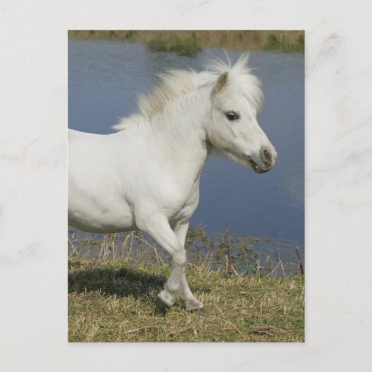 水の近くで走っているミニチュア馬 ポストカード (正面)