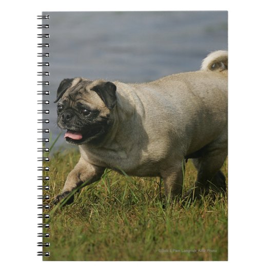 水の近くで遊ぶパグ ノートブック (正面)