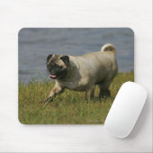 水の近くで遊ぶパグ マウスパッド (マウス)
