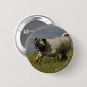 水の近くで遊ぶパグ 缶バッジ (正面&裏面)