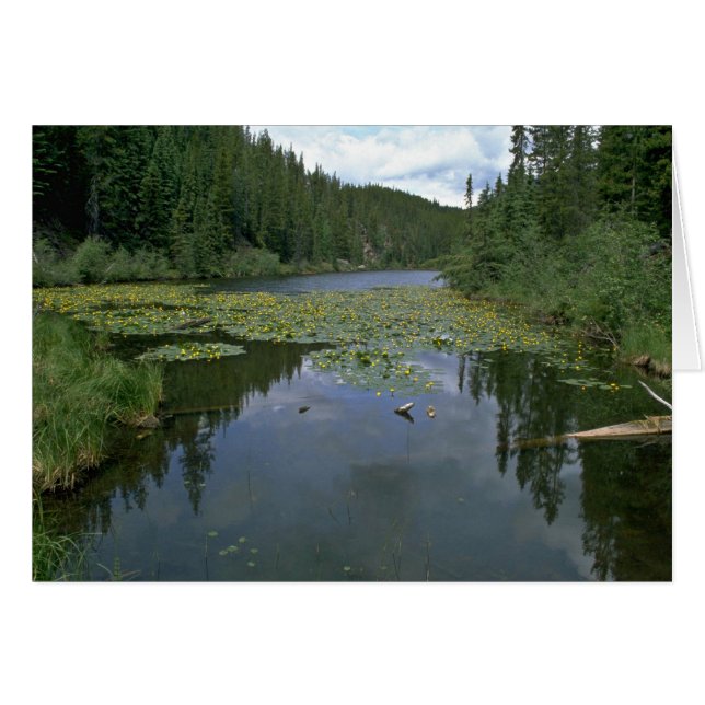 水の開花 (正面横)