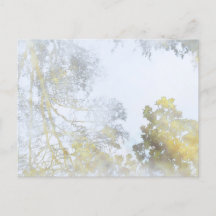 水はがきに映る広葉樹