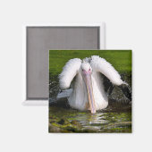 水はがきスクエアステッカーの上の白いペリカン マグネット (正面/裏面)